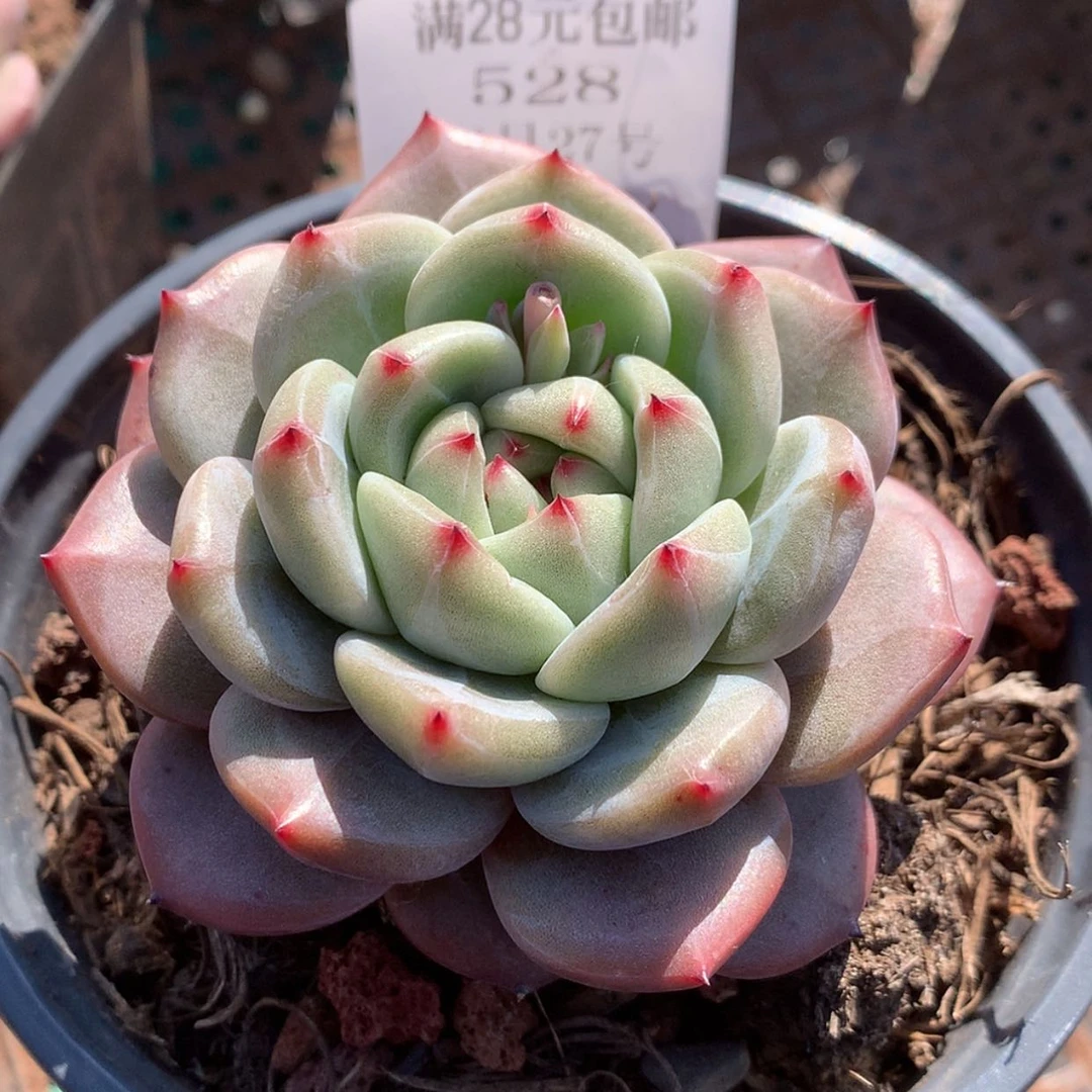 【闪购商品】云528号Q橙6厘米