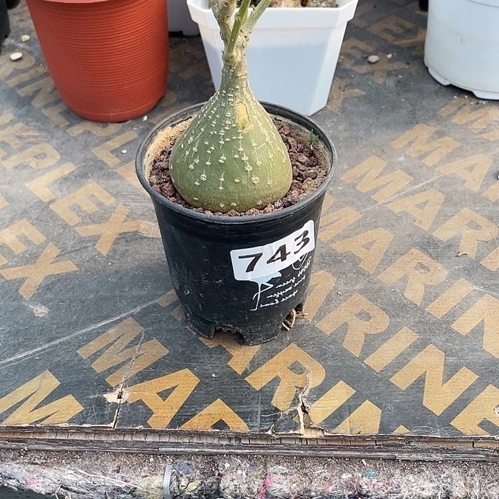 743银叶睡布袋块根