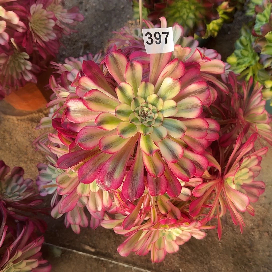 善**己多肉植物十里红妆397