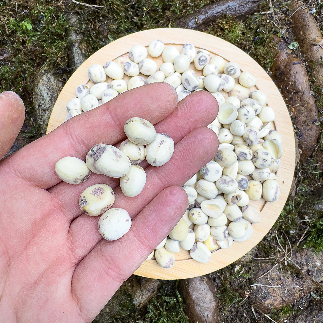 土莲子 老莲塘 高山 农家