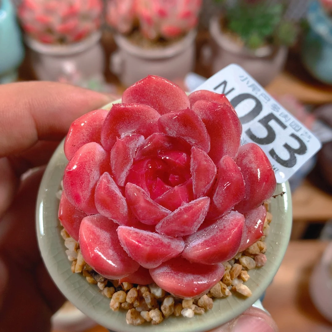 小尾巴5CM迷你拇指盆N053