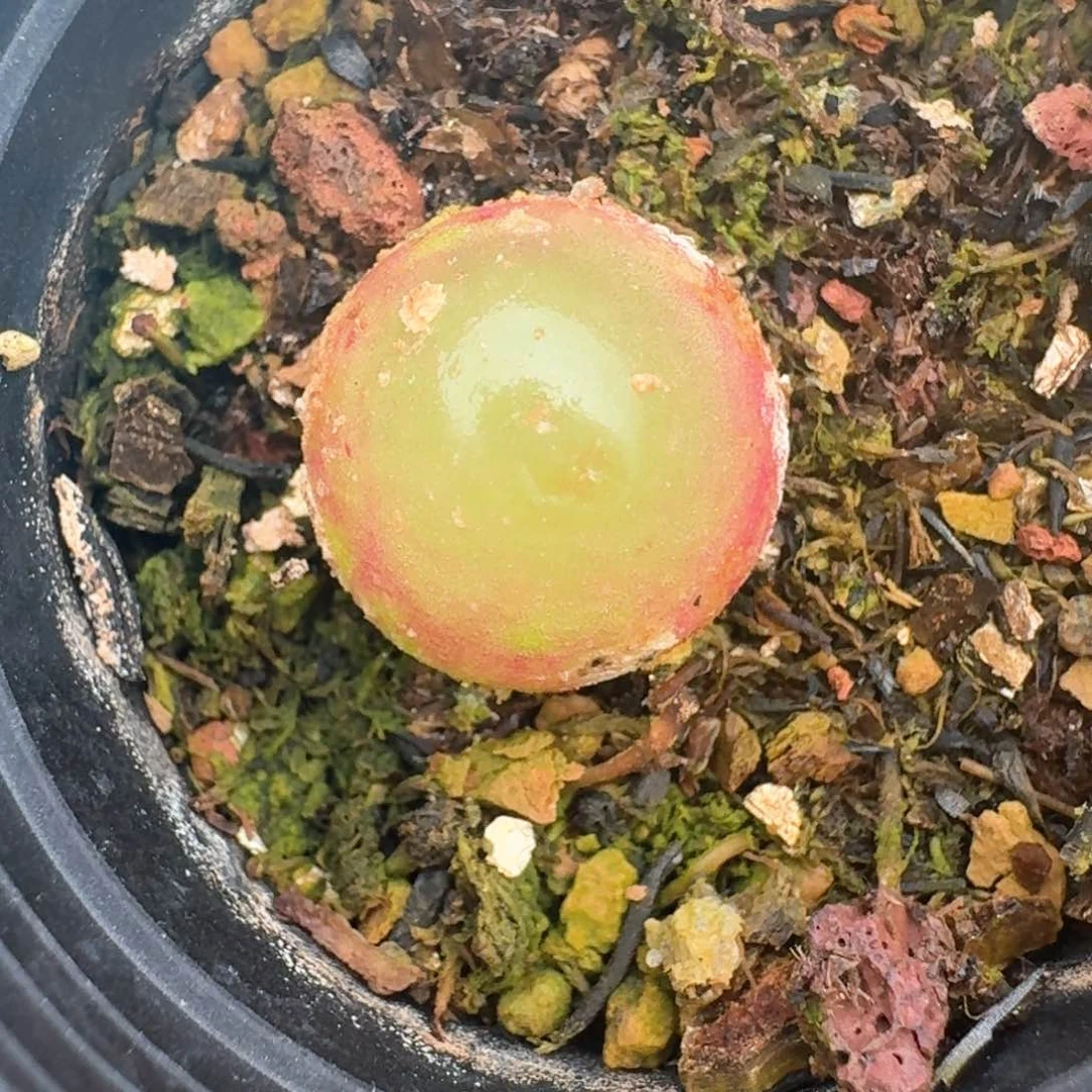 57带盆土发货灯泡尺寸1.5