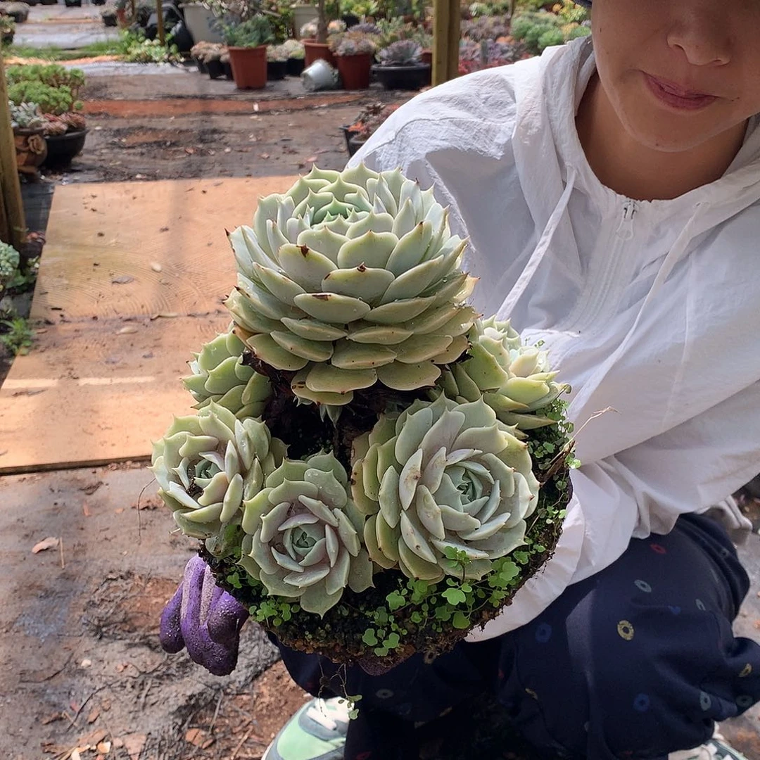 露娜莲20 多肉植物量拍