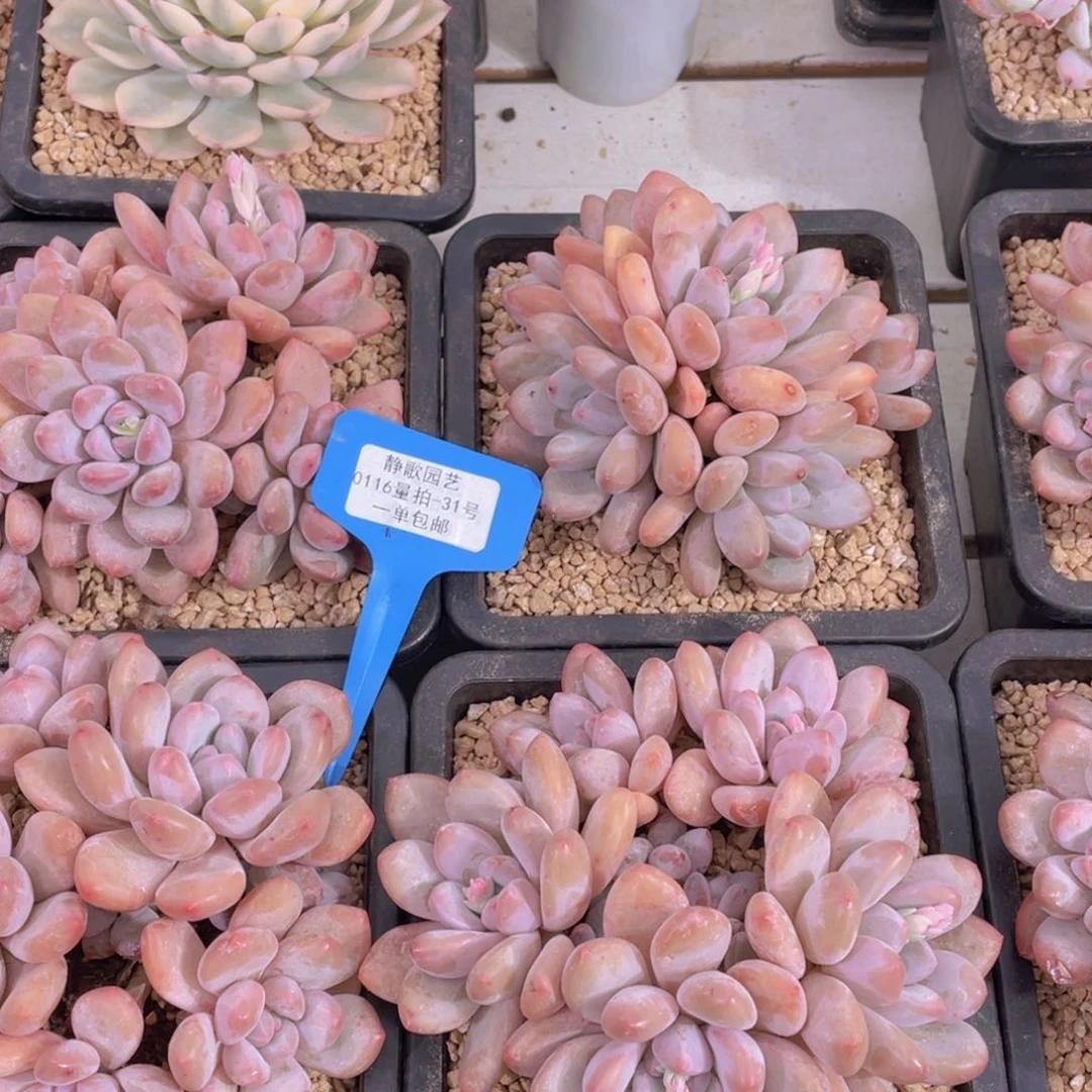 0116-31-大群精品粉香水一颗