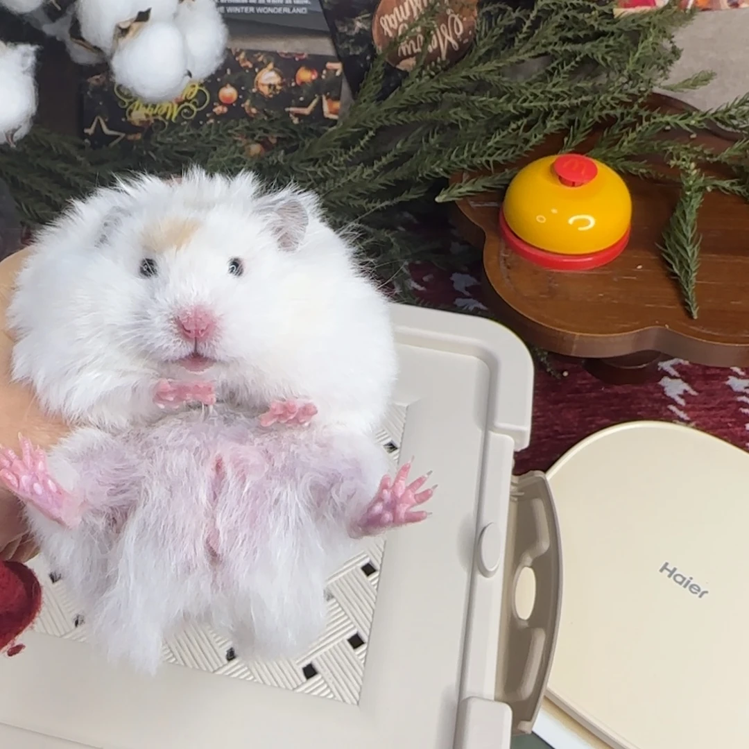 海盗弟弟10.18生日