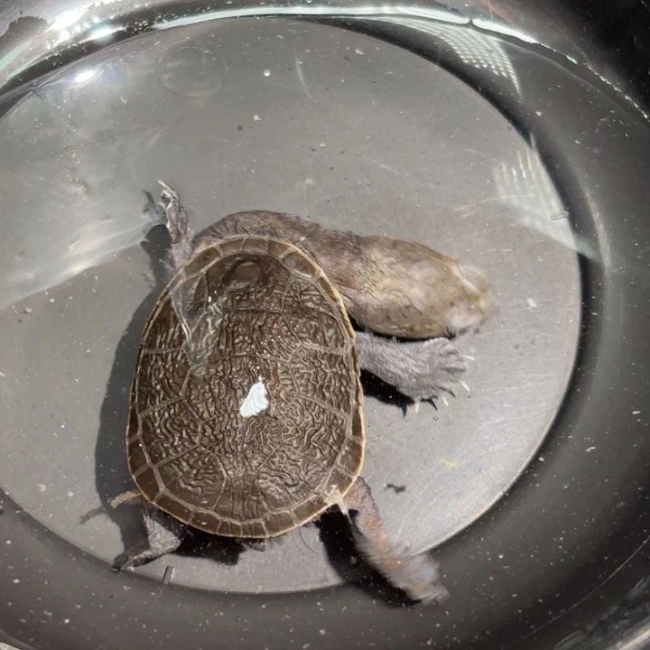 不分公母蛋龟增生开纹蛇颈