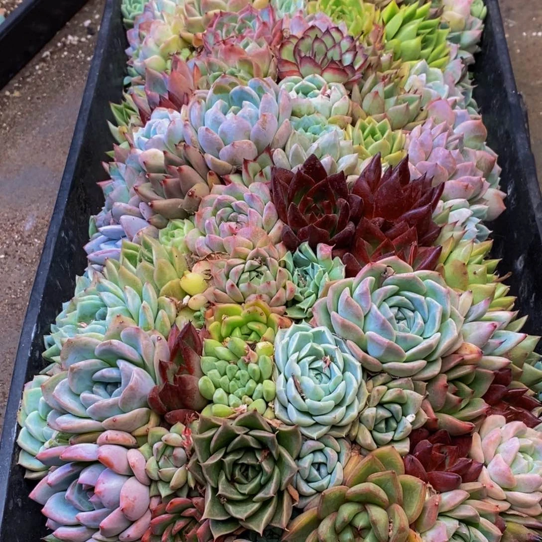 267多肉植物保护研究所所长