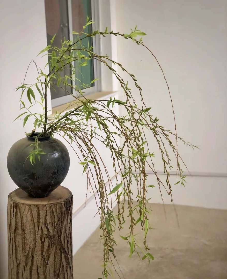 【拾花拾木】垂柳枝室内雪柳云南鲜花雪柳鲜枝枯木逢春