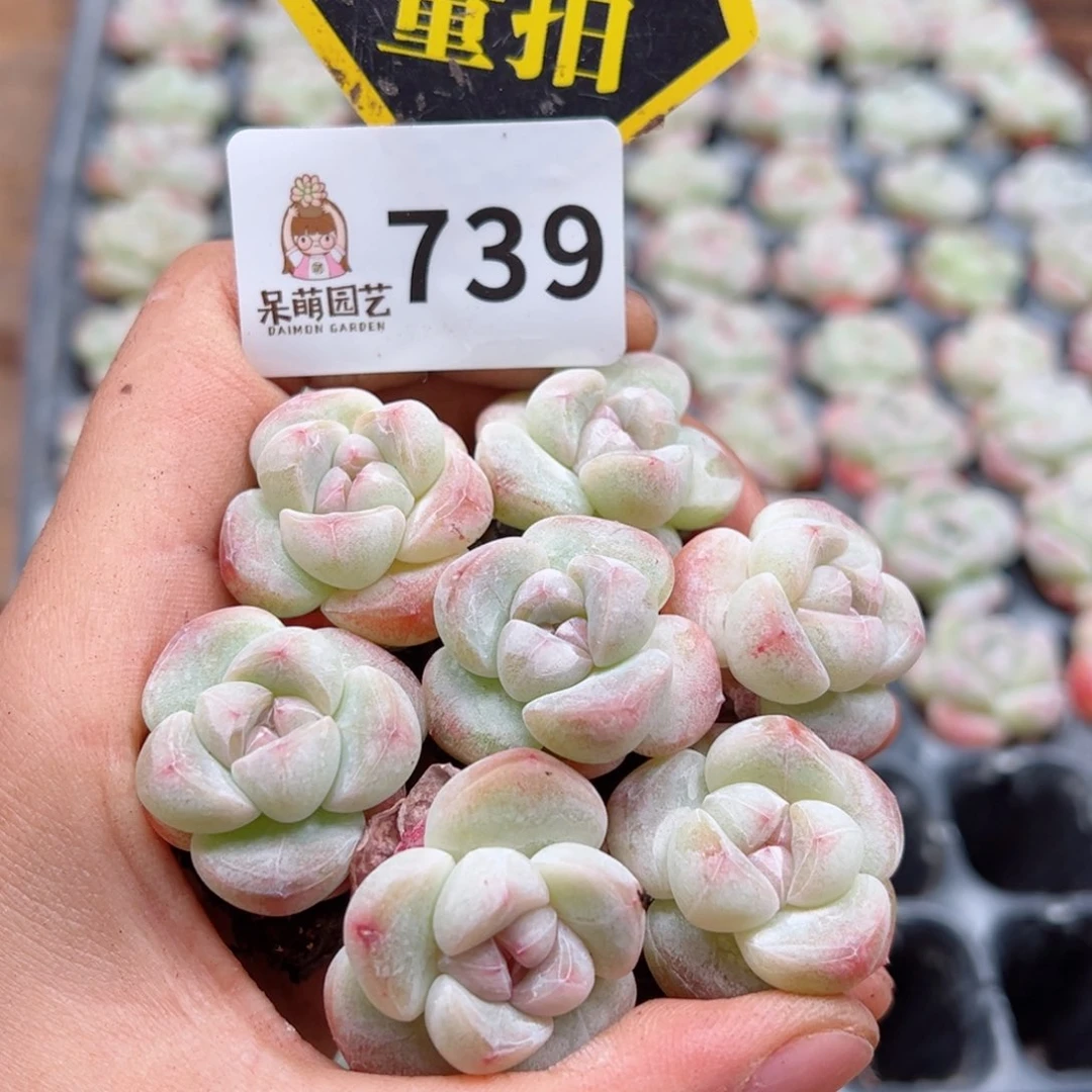 多肉植物多肉植物