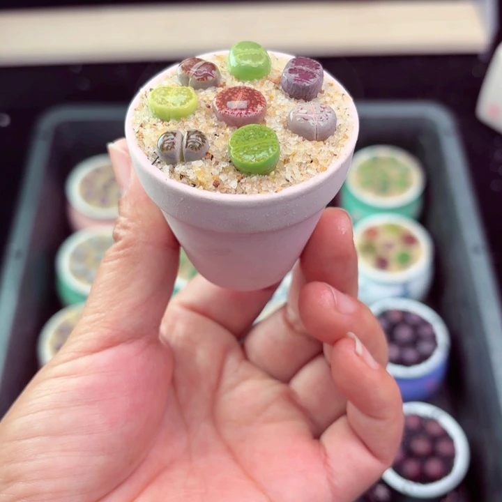 900凑满18包邮零下地区记得拍保温箱