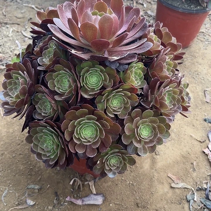 多肉植物赤焰莲1