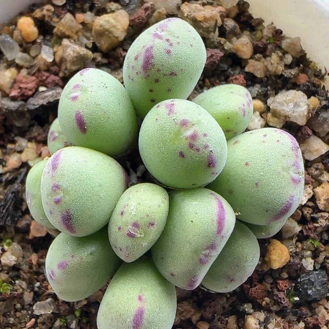 脱土年后发货24267