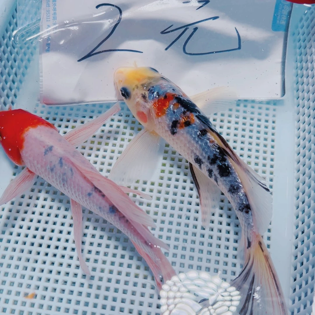 海水鱼锦鲤观赏鱼106