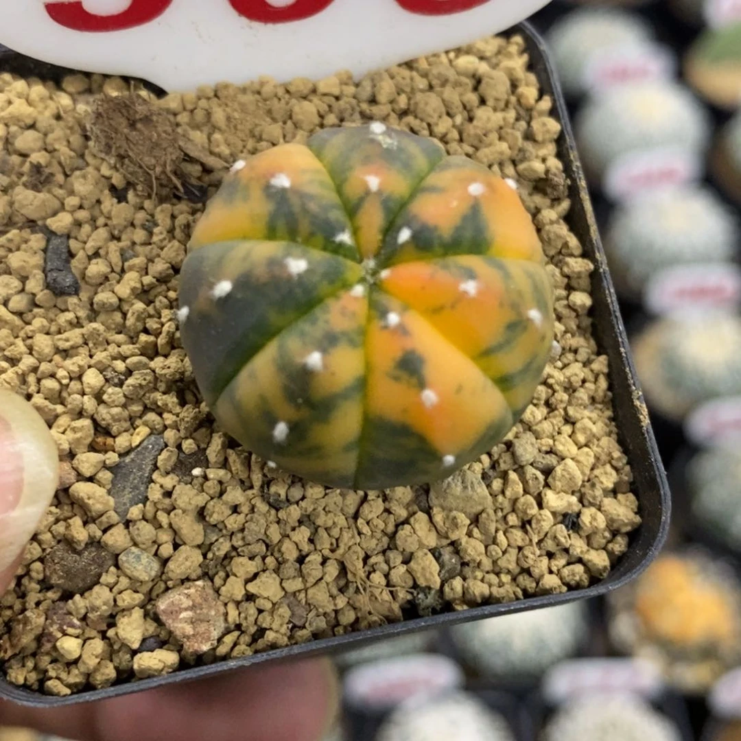 506鸾凤兜锦福利多多