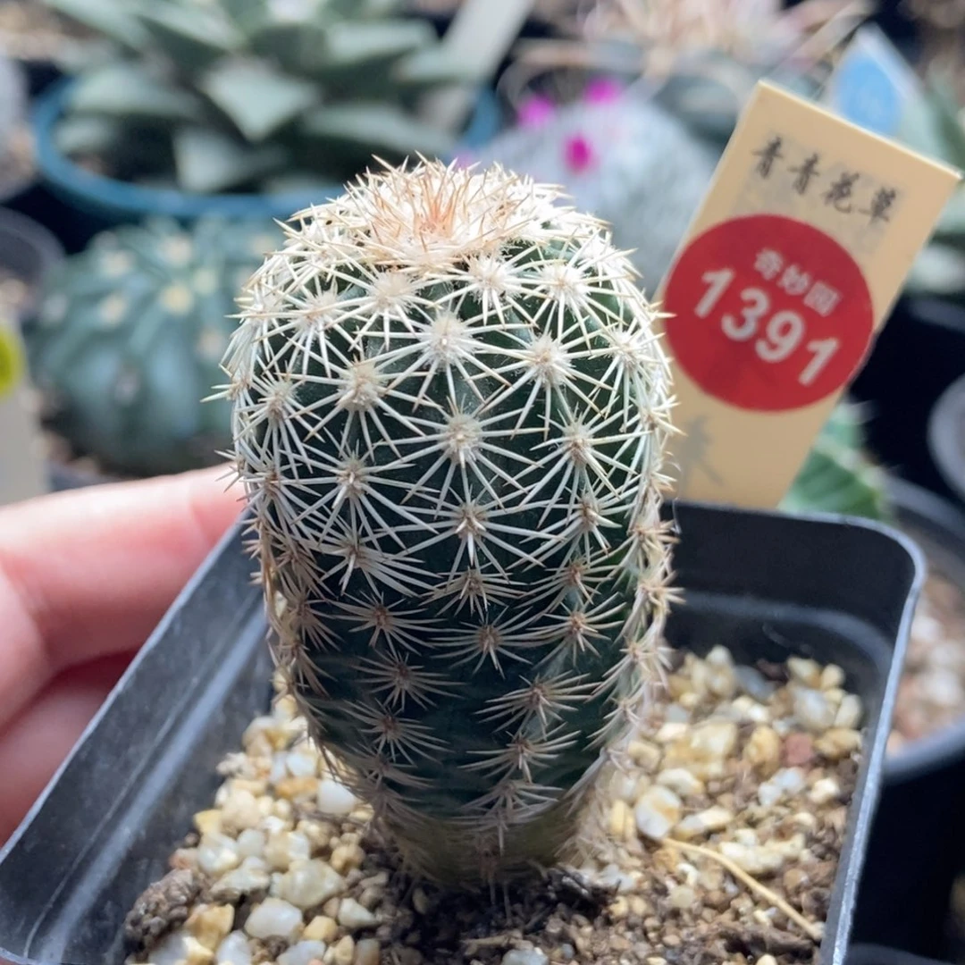 实生皇冠虾3.3cm一棵仙人球