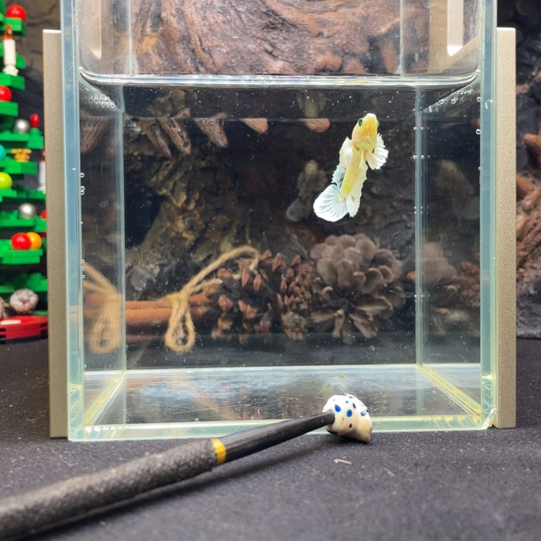 斗鱼十二月十七日竞价