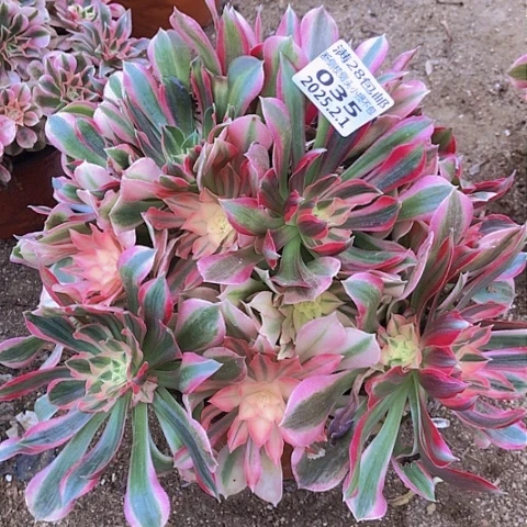 2.1-35女王多肉植物