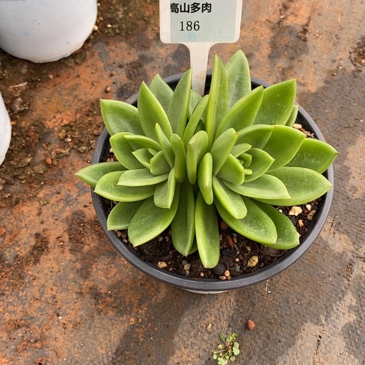 多肉直播福利-翠花186