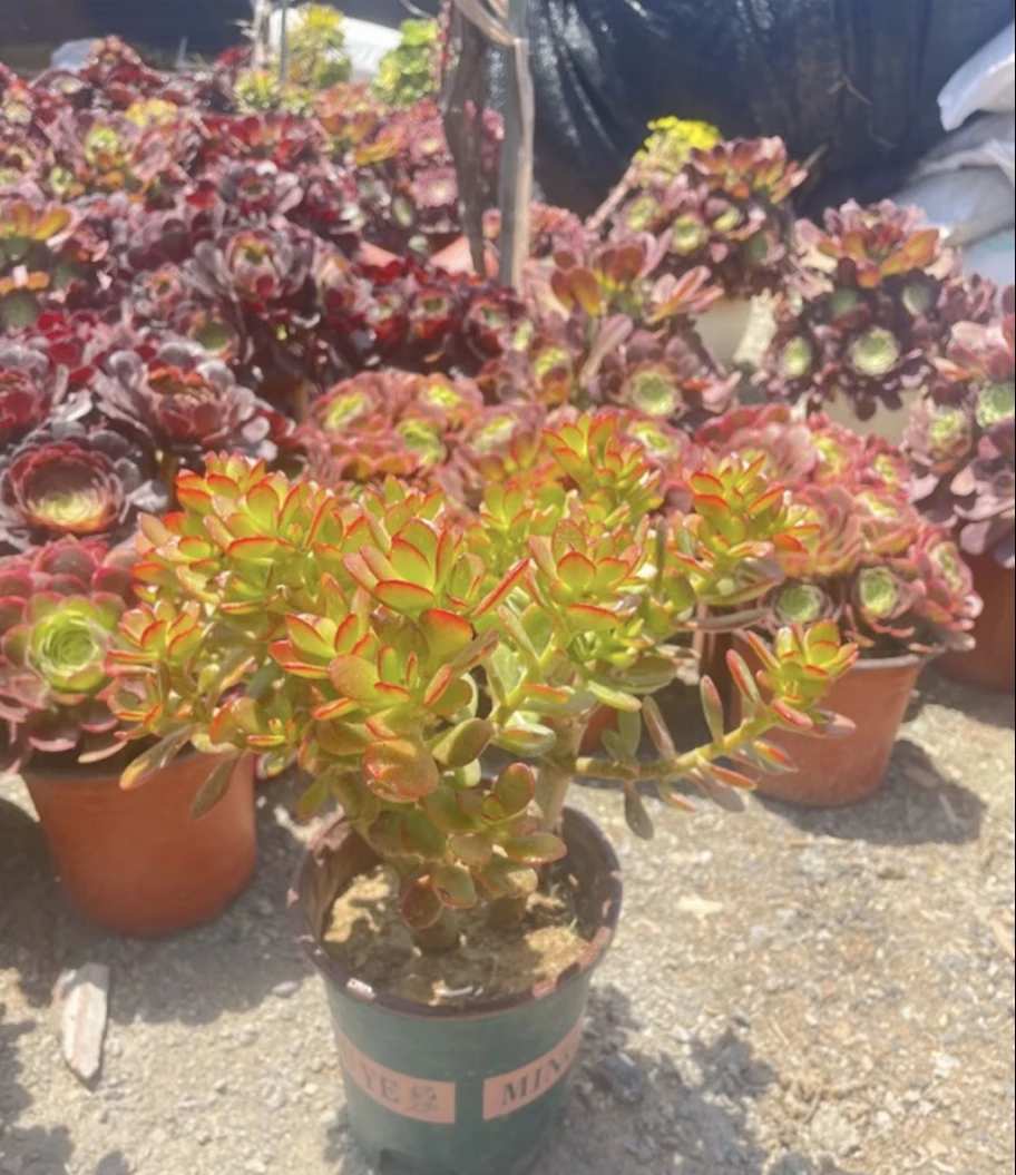 姬红花月玉树老桩多肉，带土球发货，不包损