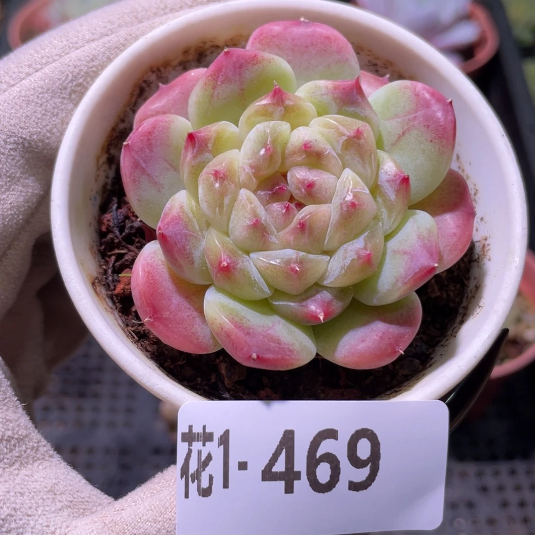 花利美1-469秘境冰魄