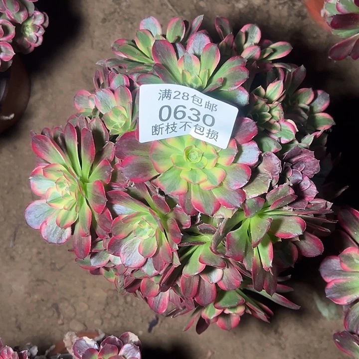 0630安娜多肉植物