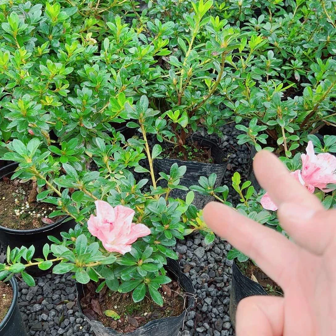 无花朵盆景皋月杜鹃保惠比须