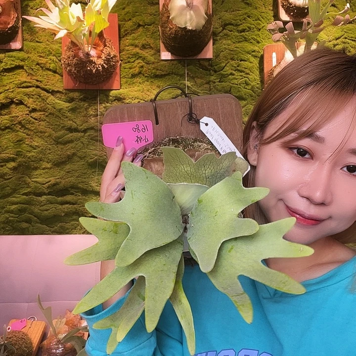 不开花植物tonkla 三混 侧 小体