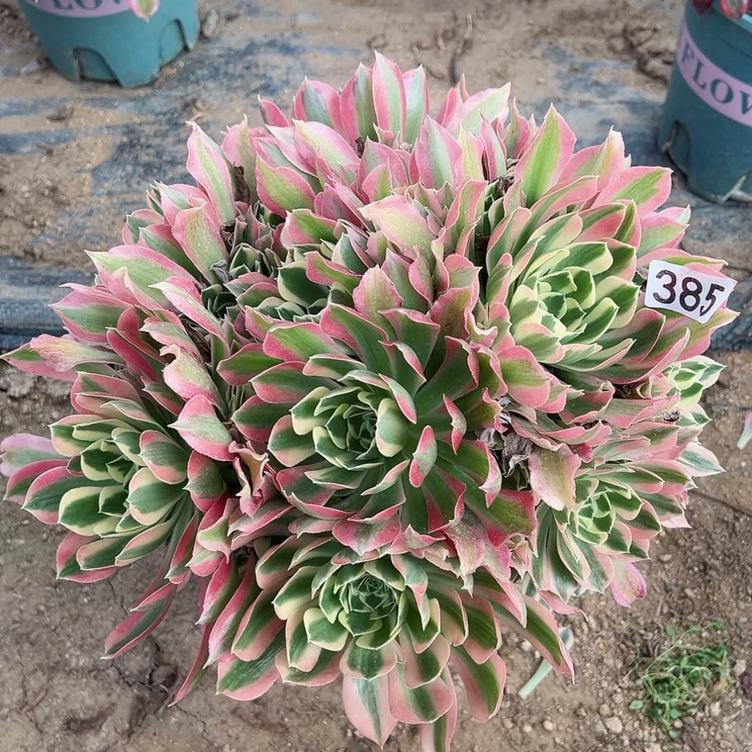 紫砂茶宠白凤老桩一颗385