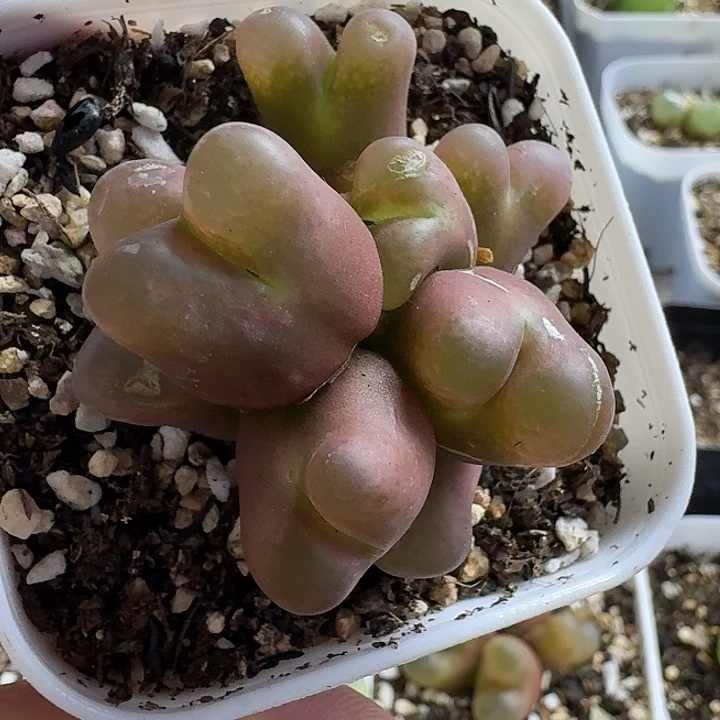 老马生石花八头毛1518