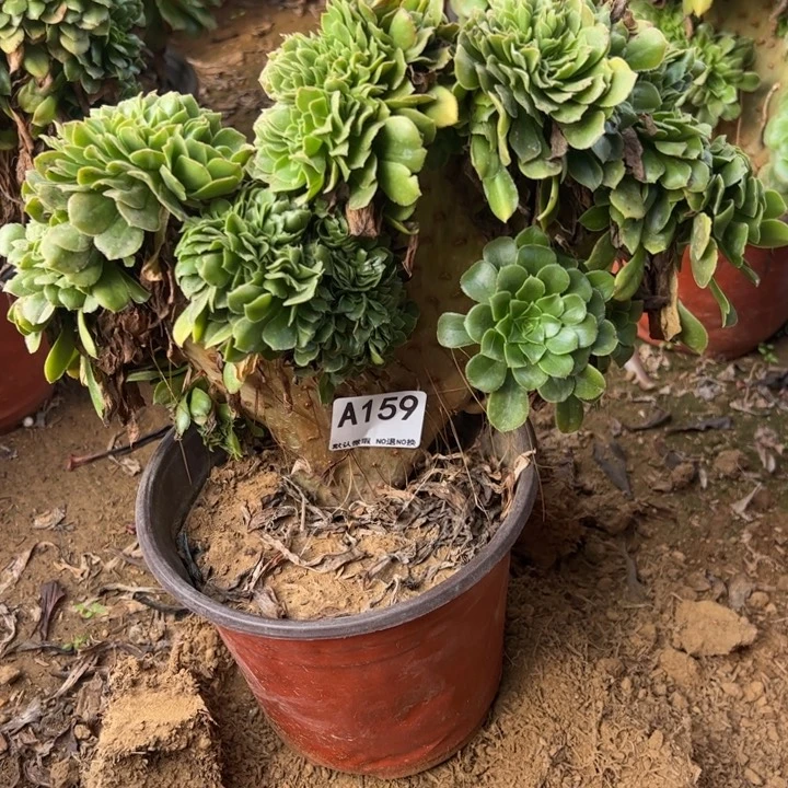 微瑕绿缀多肉植物159.
