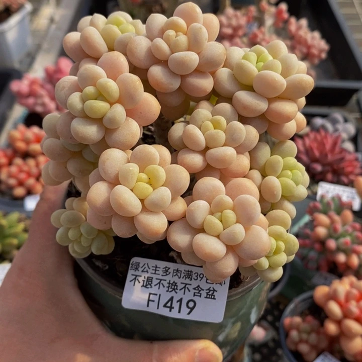 洛可可老桩9cm419多肉植物