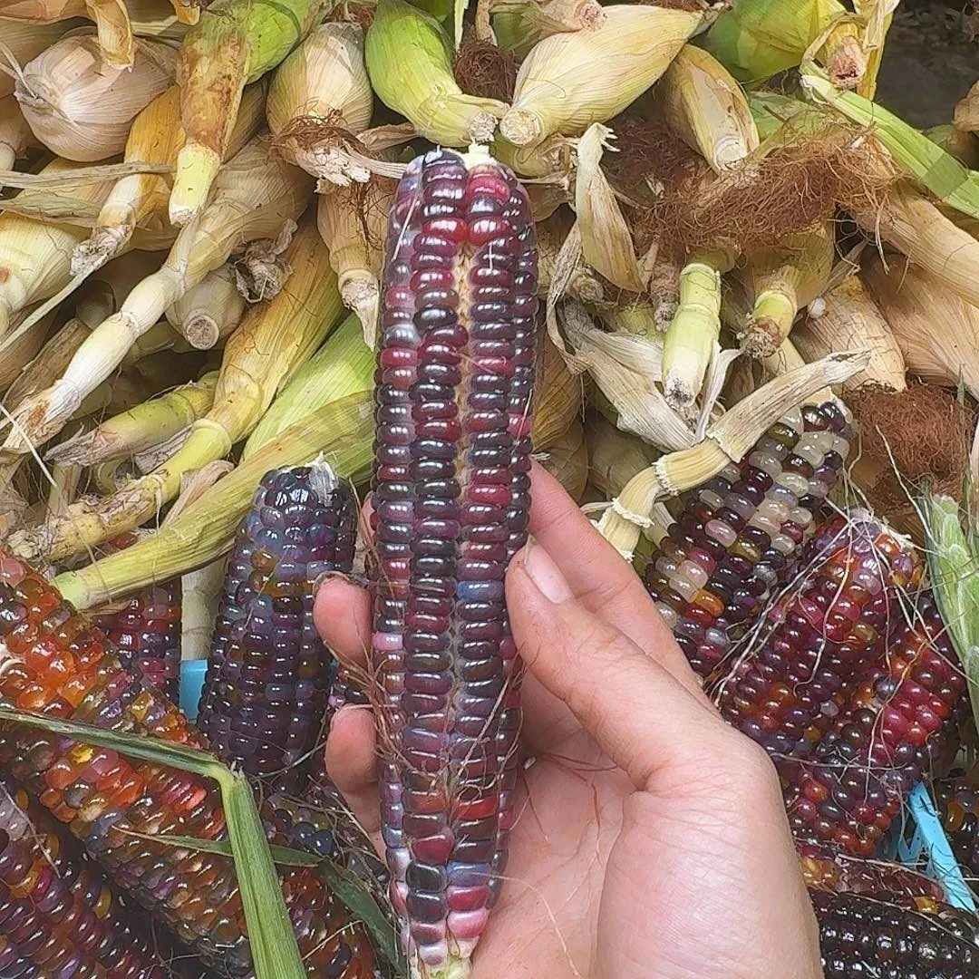 是****梦之城文玩玉米梦宝1号