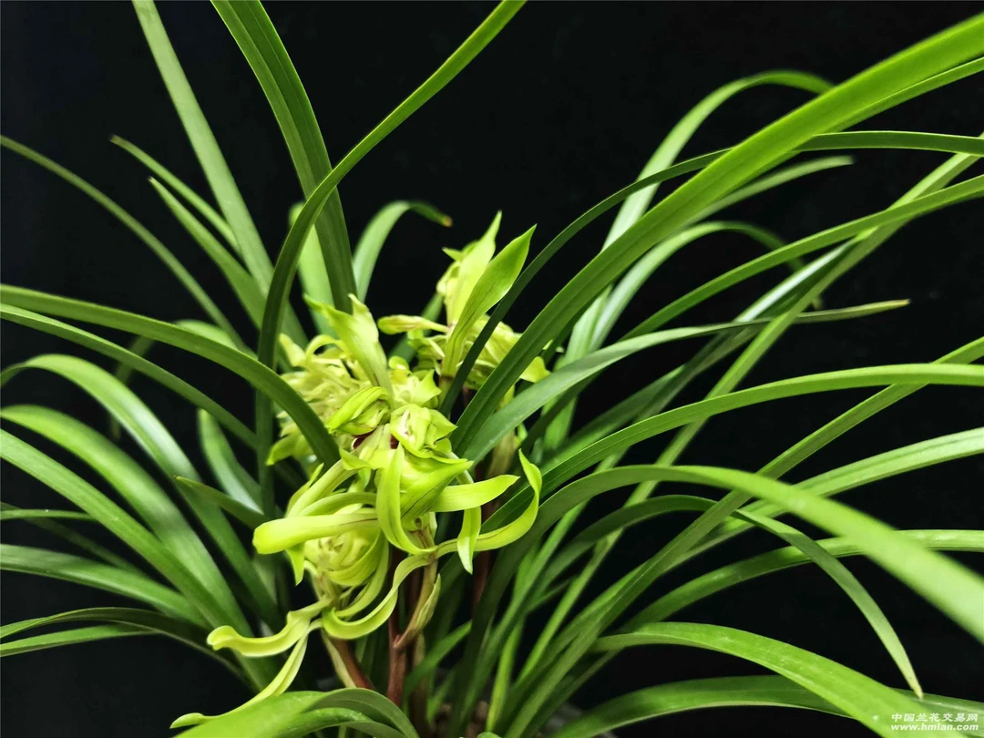 春兰-花开富贵 浓香型精品兰花