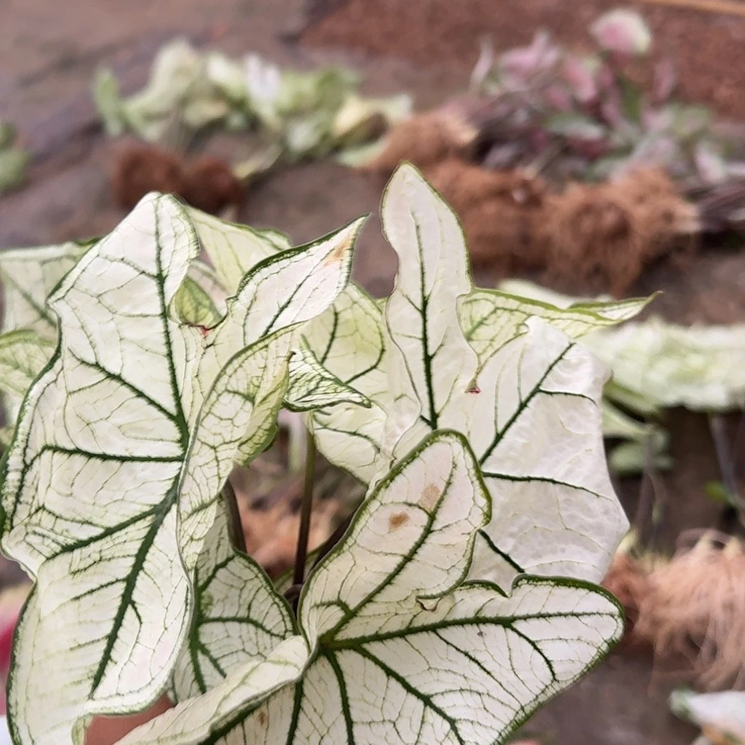 完全开放1479白色恋人6裸球不售后