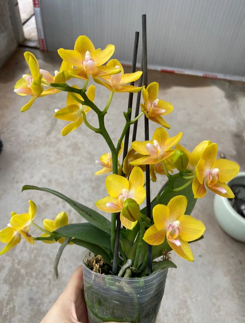 《黄香花》蜡质花带香味黄色蝴蝶兰室内精品观赏真花耐开好养
