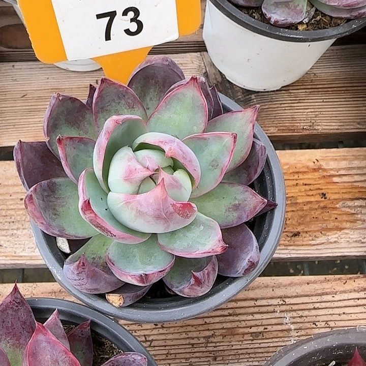 73 惊鸿仙子多肉植物6-9cm