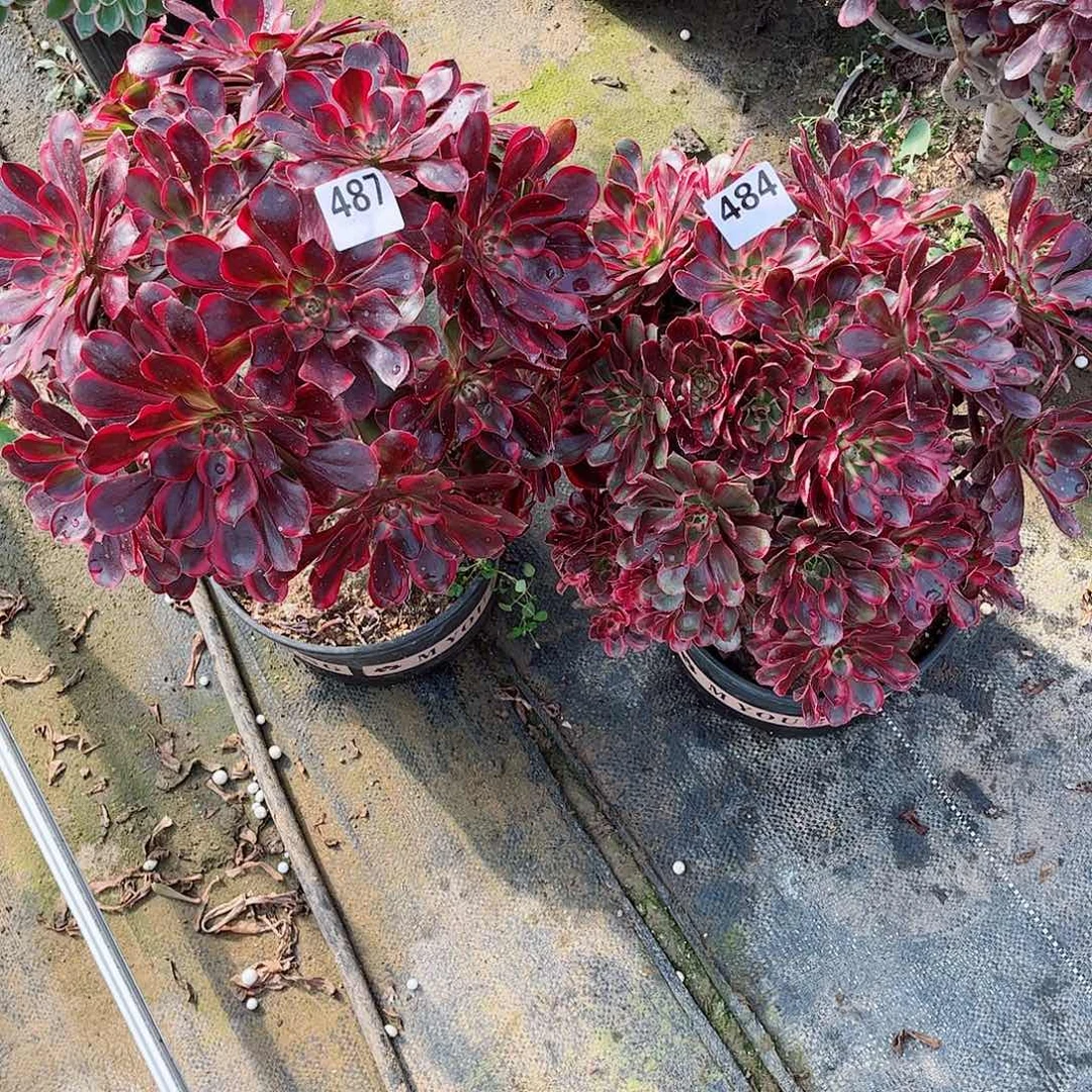 无花朵Z****7多肉植物组合487