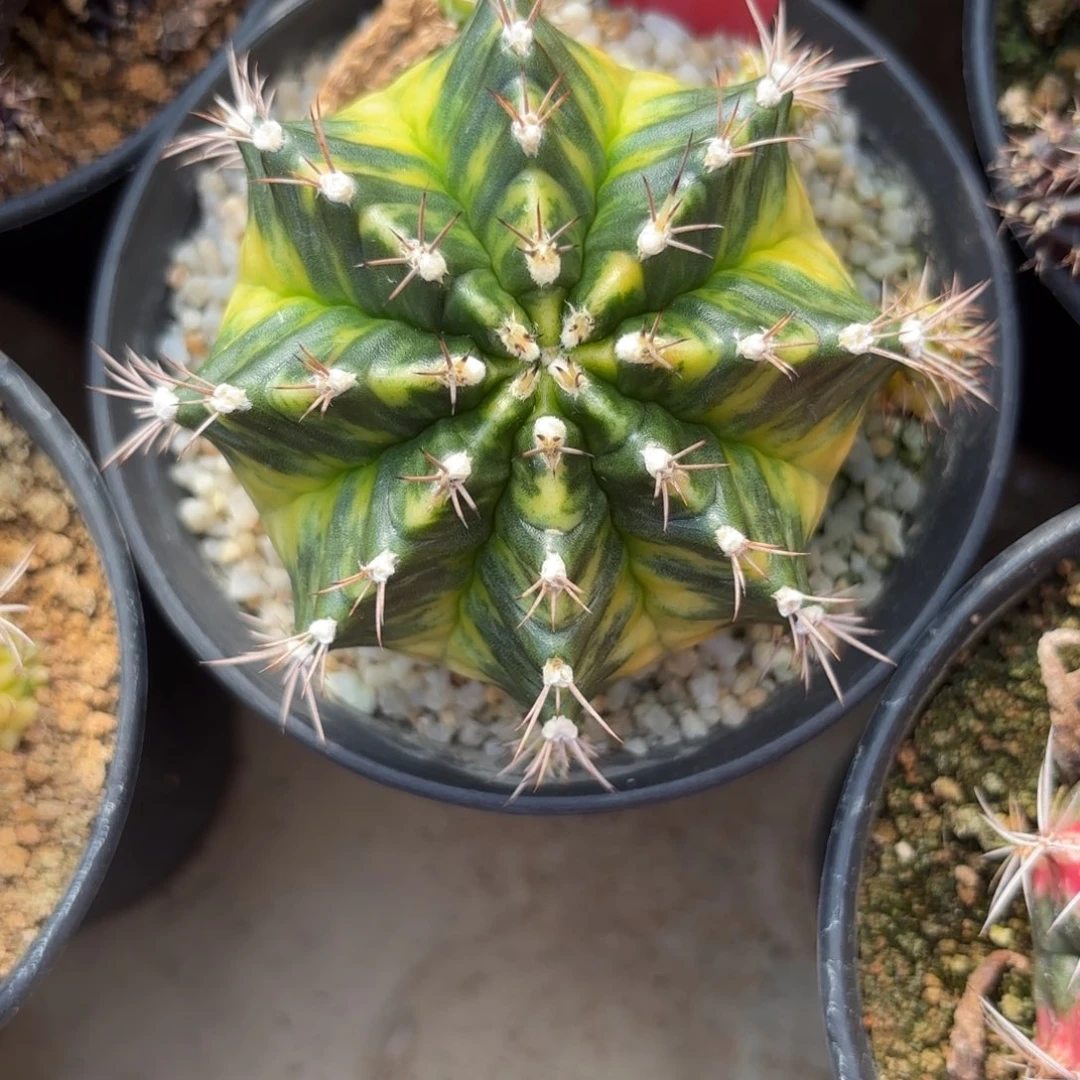 159-1202泰国发货多肉