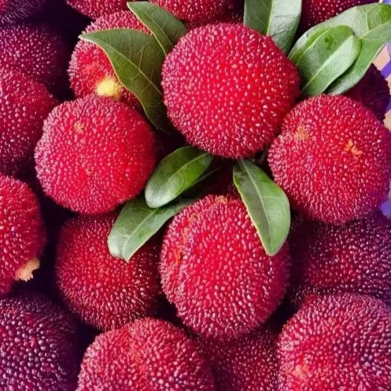 当季杨梅新鲜到货30/斤大果杨梅泡酒专用杨梅鲜果冰鲜杨梅新鲜杨梅