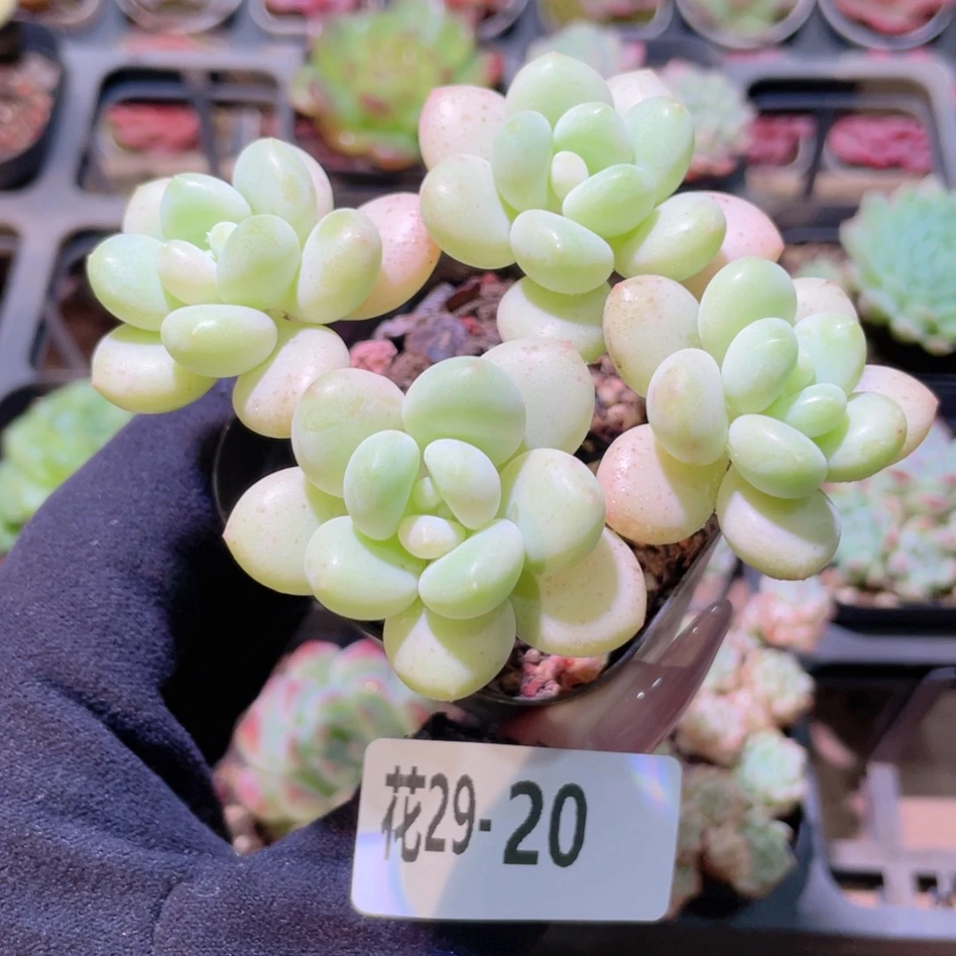 花利美29-20洛神群