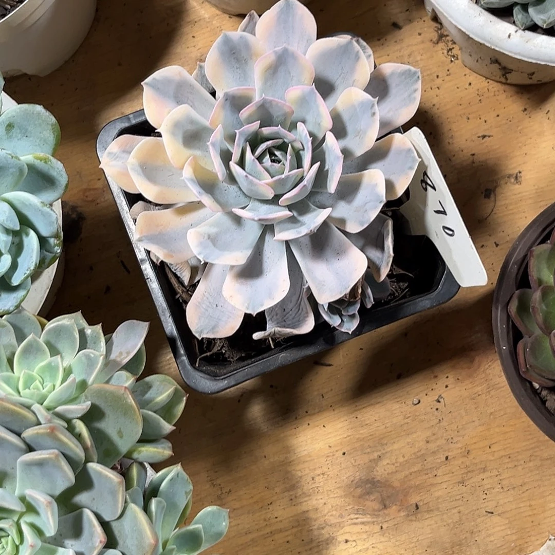 半***士00000000000000000870