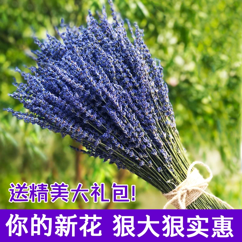 薰衣草干花束 天然真花客厅卧室装饰 拍摄摆件插花 女友礼物