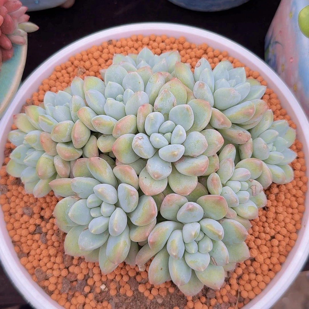 奶糖多肉一物一拍