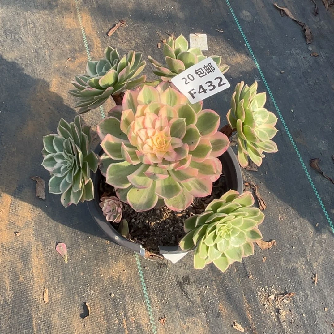 432青禾，满20包邮