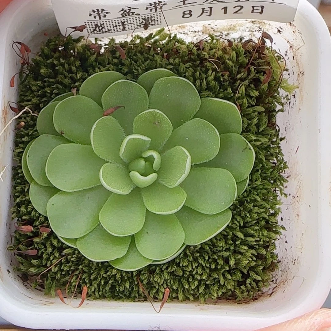 多肉0812-122捕虫堇捕虫堇