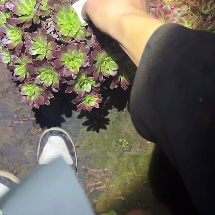 是***丫一物一拍不包损113