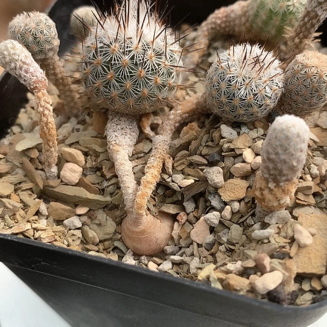 月**酌土土花花花花花花花花