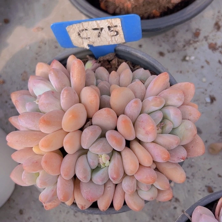 健健康康平平安安