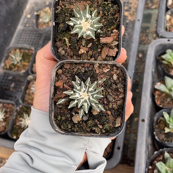 实生黑牡丹特价2.5公分