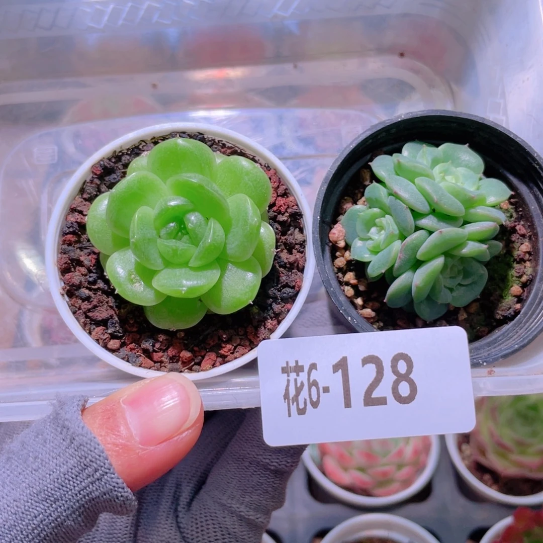 花利美 6-128多肉2颗